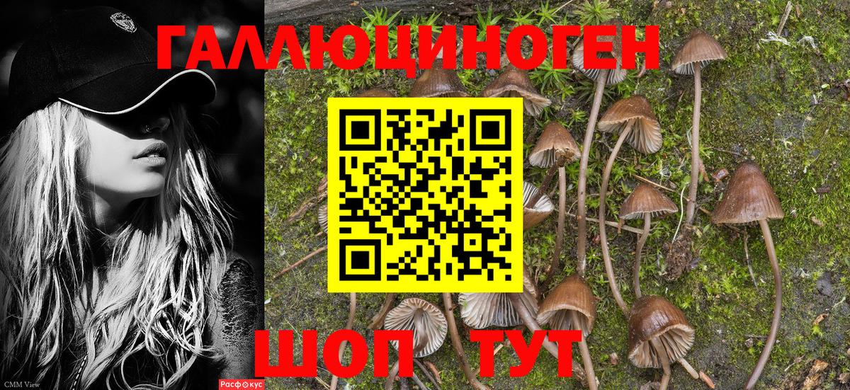 Татарск  Псилоцибиновые грибы Psilocybine cubensis  Вход с VPN  Галлюциногенные грибы GOLDEN TEACHER 